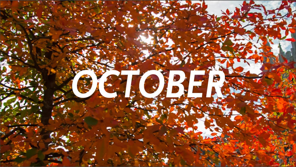 8 Things to do with the kids this October